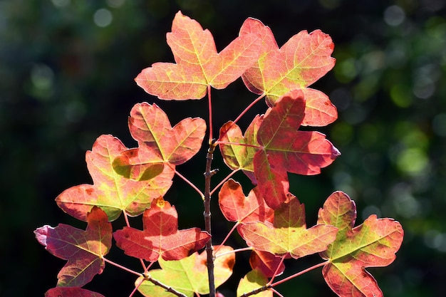 Montpellier esdoornbladeren (Acer monspessulanum) met herfstkleuren