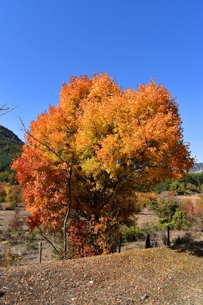 秋の紅葉とモンペリエ メープル エイサー monspessulanum