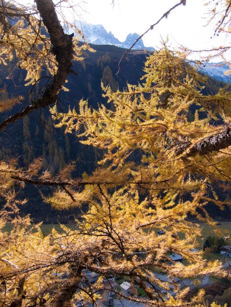 Foto montrocchamonixhaute savoiefrance