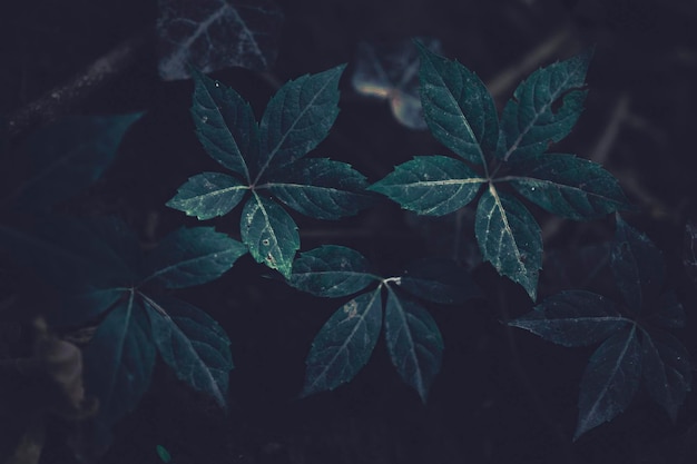 Photo moody green leaves in the forest