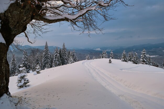 Moody landscape with footpath tracks and dark bare trees covered with fresh fallen snow in winter mountain forest on cold misty morning.