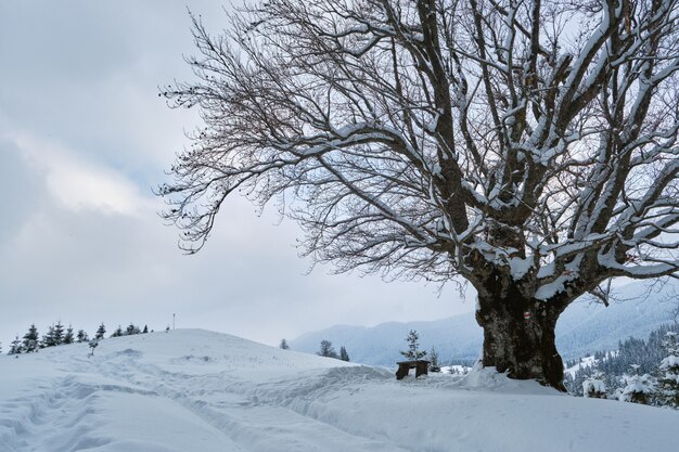 Угрюмый пейзаж с тропинками и темными деревьями, покрытыми свежевыпавшим снегом в зимнем горном лесу в холодный хмурый день.