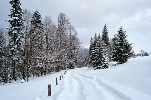 Угрюмый пейзаж с тропинками и соснами, покрытыми свежевыпавшим снегом в зимнем горном лесу в холодный мрачный вечер.