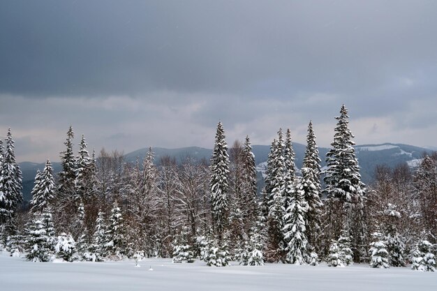 Moody landscape with pine trees covered with fresh fallen snow in winter mountain forest in cold gloomy evening.