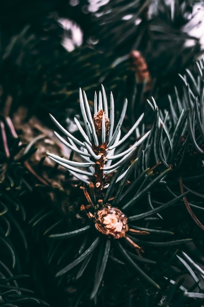 Moody macrographic shot of a plant