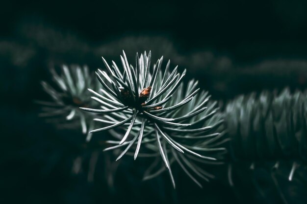 Moody macrographic shot of a plant