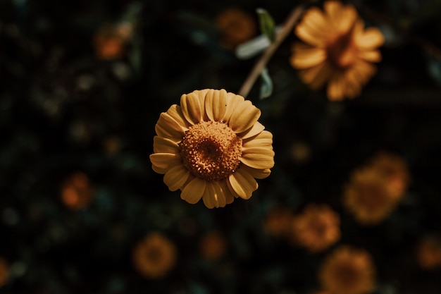 Moody orange and yellow flower