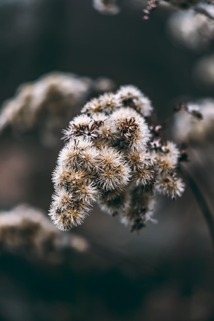 Moody plant opgenomen in een macrografische stijl