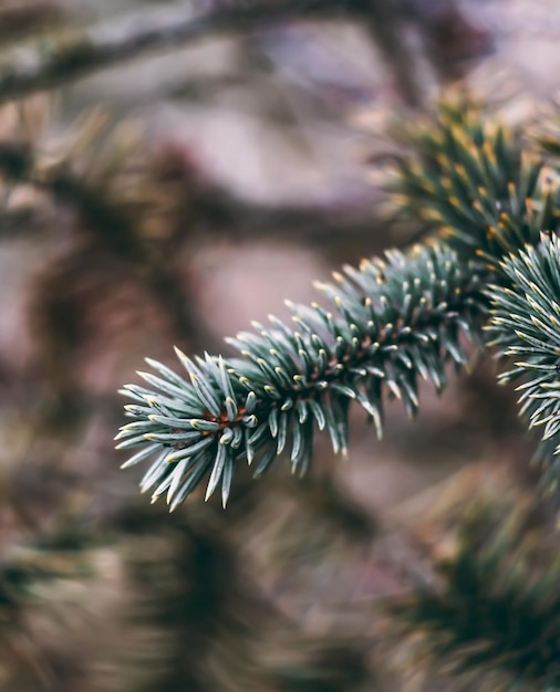 Moody plant shot in a macrographic style