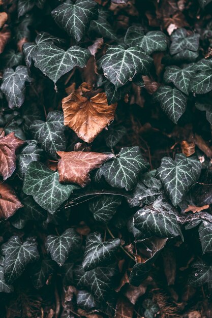 Moody plant shot in a macrographic style