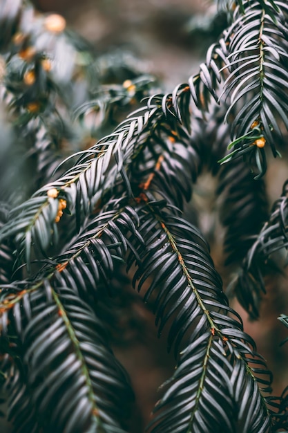 Foto pianta di moody fotografata in stile macrografico