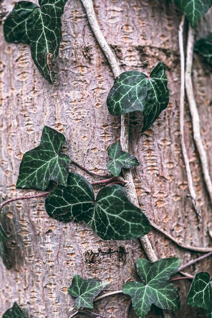 Photo moody plant shot in a macrographic style