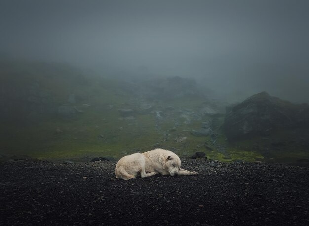 Moody and silent scene with a white wolf like dog sleeping outdoors on the top of transfagarasan
