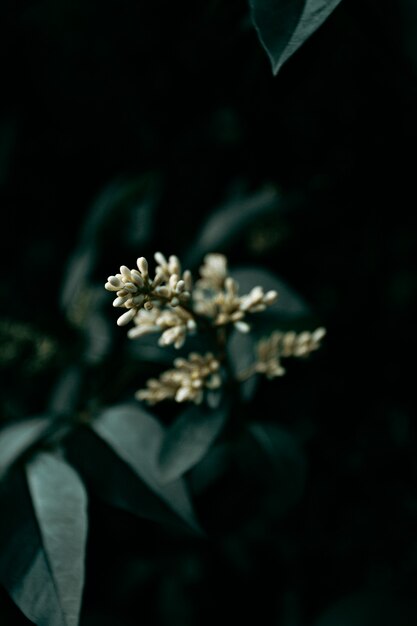 Moody tones over a flower closeup