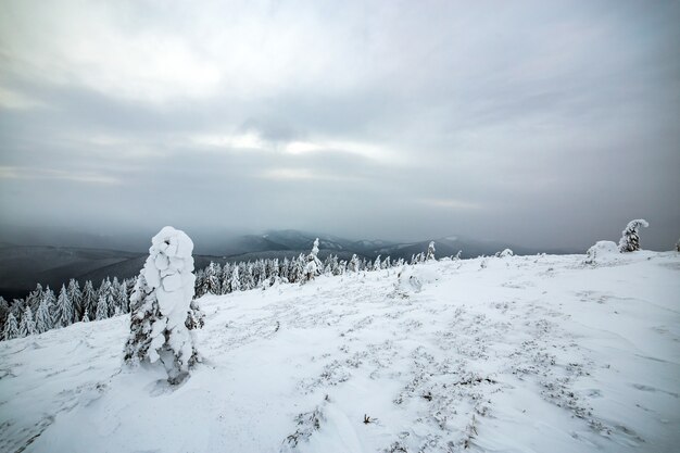 Moody winter landscape of spruce trees cowered with deep white snow in cold frozen mountains.