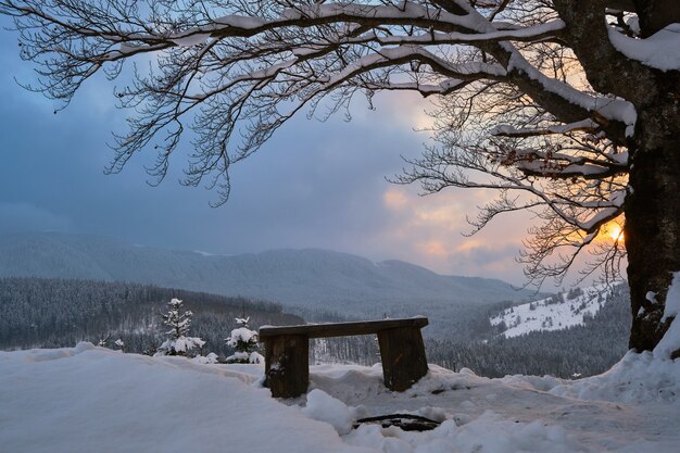 Moody winter landscape with dark bare tree and small wooden bench on covered with fresh fallen snow field in wintry mountains on cold gloomy evening.