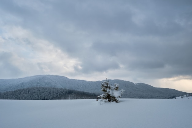 Moody winter landscape with small pine tree on covered with fresh fallen snow field in wintry mountains on cold gloomy day.