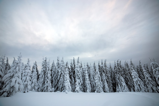 Moody winter landscape with spruce forest cowered with white snow in frozen mountains.