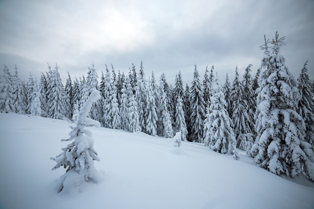 가문비나무 숲이 있는 변덕스러운 겨울 풍경은 얼어붙은 산에 하얀 눈으로 뒤덮였습니다.