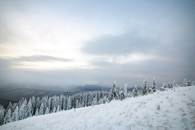 Moody winterlandschap met hoog sparrenbos ineengedoken met witte sneeuw in bevroren bergen.