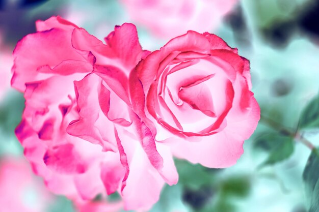 Foto mooi abstracte mooie roos bloem achtergrond patroon voor het ontwerp