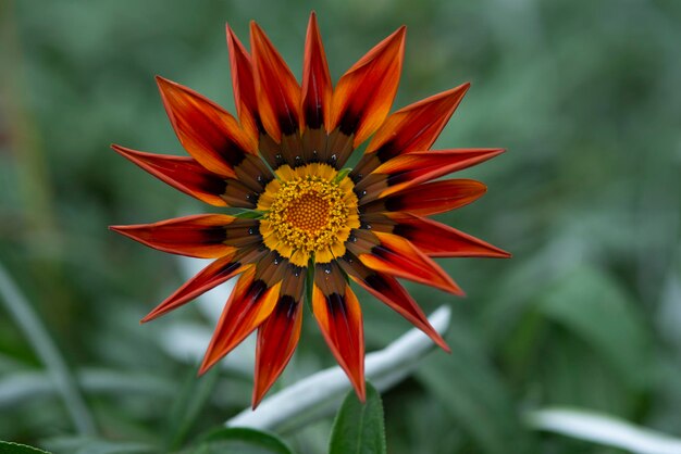 Mooi afbeelding van gazania van donkeroranje motorfietsen en groene bokehachtergrond