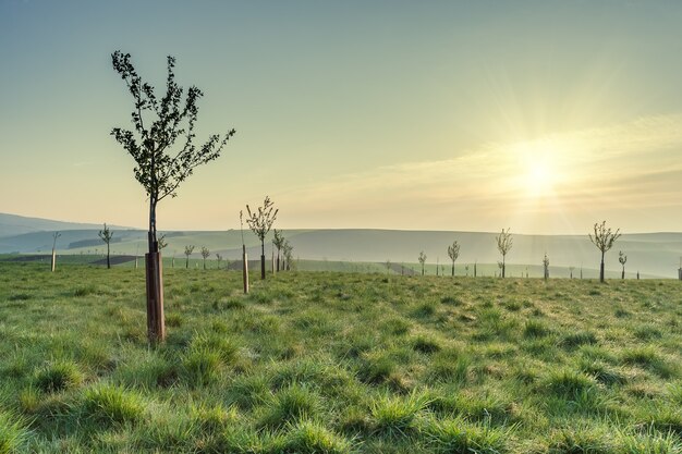 Mooi agrarisch landschap met groen veld