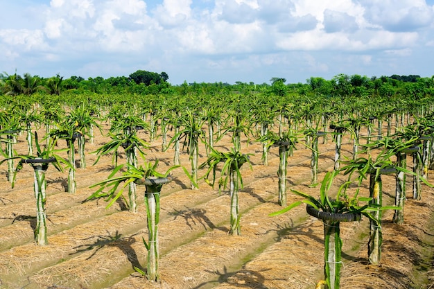 Mooi alined drakenfruit landt binnen op de blauwe hemelachtergrond