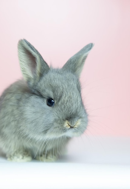 Mooi babykonijntjeskonijn dat speels kijkt Roze stevige achtergrond grote exemplaarruimte