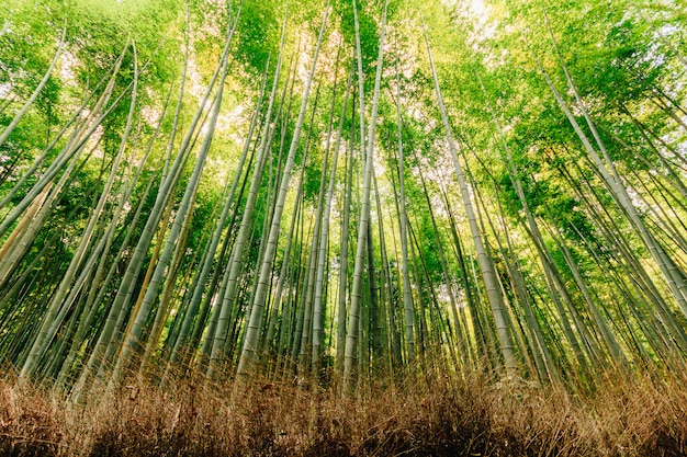 Mooi bamboebos bij het toeristische district arashiyama, kyoto, japan