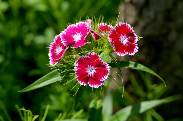 mooi beeld van felroze chinese anjerclose-up