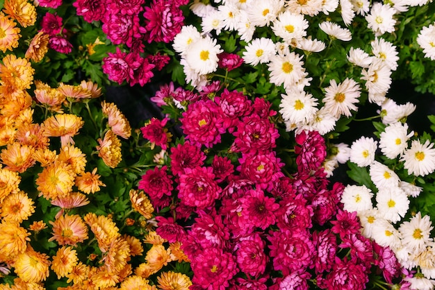 Mooi behang van verschillende kleuren chrysant natuur herfst bloemen achtergrond chrysant...