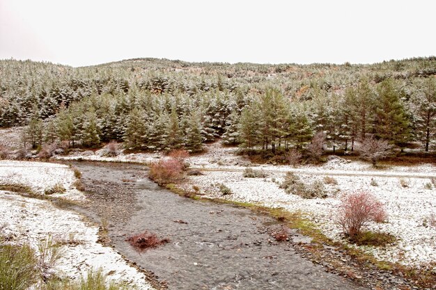 Foto mooi besneeuwd dennenbos met een rivier