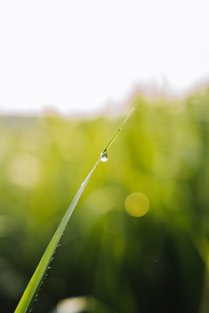 Mooi blad in de ochtend met dauw