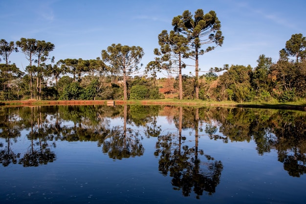 Foto mooi blauw meer met bomen die zich weerspiegelen in het water araucaria bomen op de achtergrond braziliaans bos