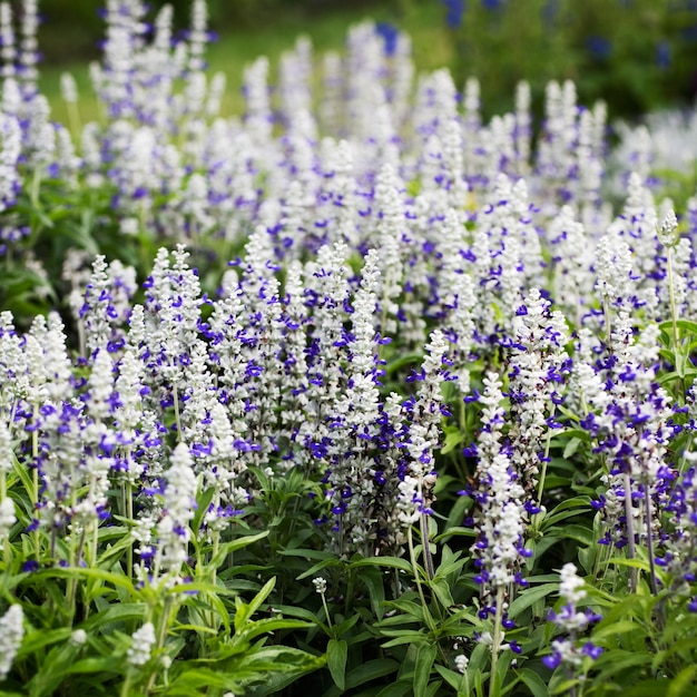 Mooi bloembed met Salie, Salvia farinacea