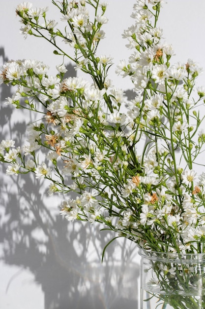 Mooi bloemconcept Bloeiwijze van bloeiende witte snijder in vaas op witte achtergrond