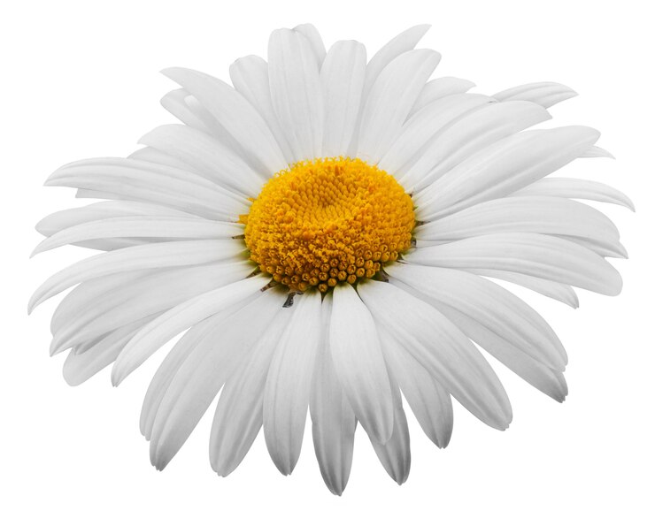 Mooi bloemmadeliefje op witte achtergrond. Uitknippad