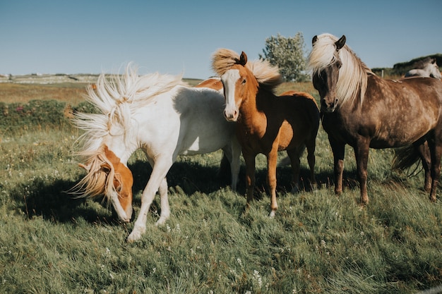 Mooi blond IJslands paard, pony, profielfoto