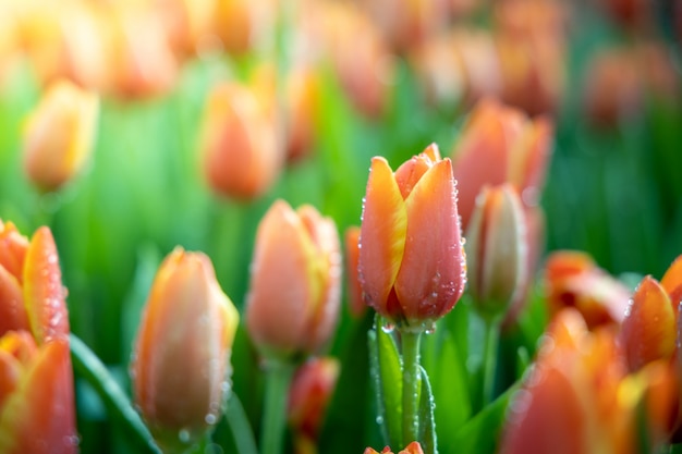 Mooi boeket tulpen in de tuin