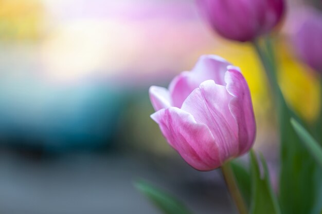 Mooi boeket tulpen. kleurrijke tulpen. natuur achtergrond