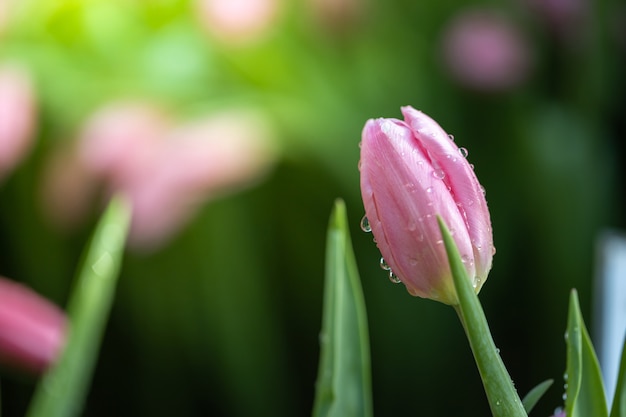 Mooi boeket tulpen. kleurrijke tulpen.