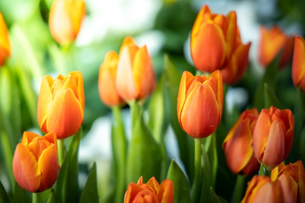 Mooi boeket tulpen