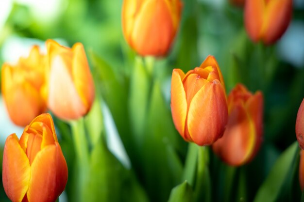 Mooi boeket tulpen