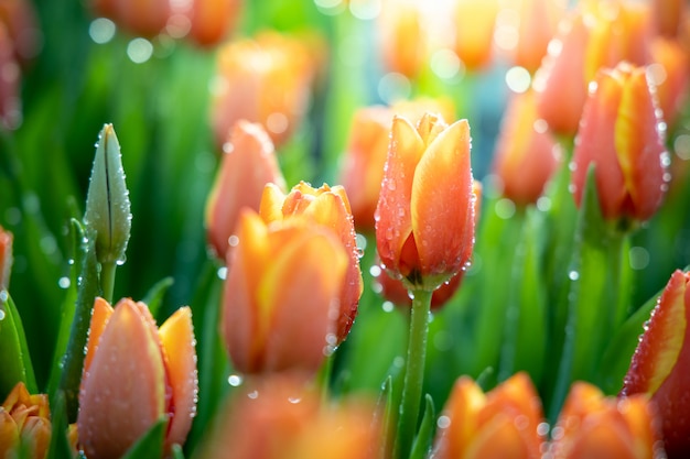 Mooi boeket tulpen