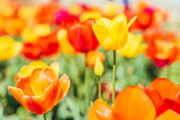 Mooi boeket tulpen