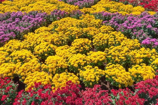 Mooi boeket van chrysanthemums buiten chrysantemums bloeiend bloemenveld voorjaarsbloemen seizoen in de tuin