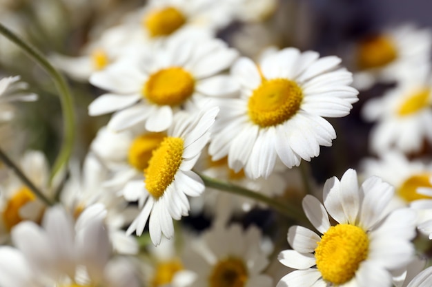 Mooi boeket van madeliefjes close-up