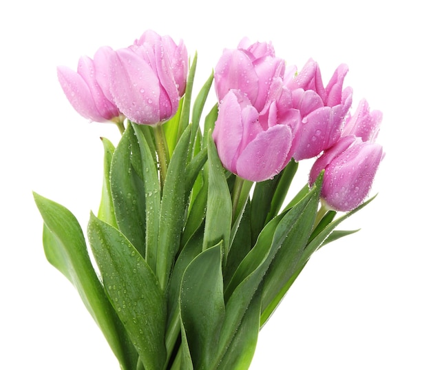 Mooi boeket van paarse tulpen, geïsoleerd op wit
