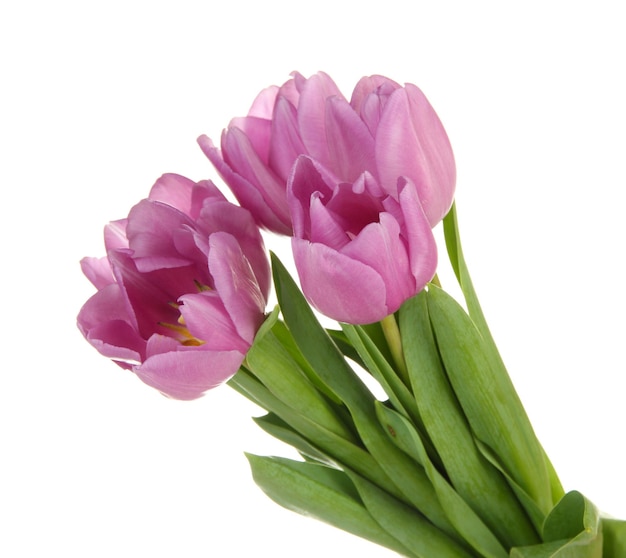 Mooi boeket van paarse tulpen, geïsoleerd op wit